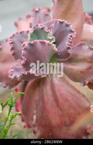 Nahaufnahme von Echeveria 'Mauna Loa' saftig im Frühjahr Stockfoto