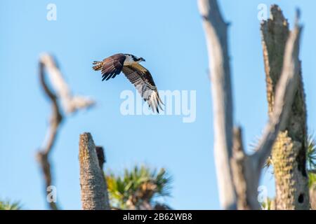 Eine Beute (Pandion haliaetus), die in Florida, USA, durch Bäume gegen einen blauen Himmel fliegt. Stockfoto
