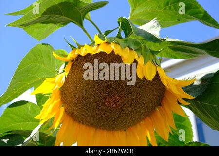 Nahaufnahme eines riesigen Sonnenblumenkopfes (Helianthus) im frühen Herbst Stockfoto