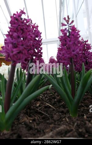 Nahaufnahme der Reihen von Hyacinthus orientalis 'Woodstock', die Anfang März blühen Stockfoto