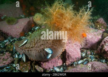 Orangefarbene Fußgurke unter Wasser im Sankt-Lorenz-Strom Stockfoto