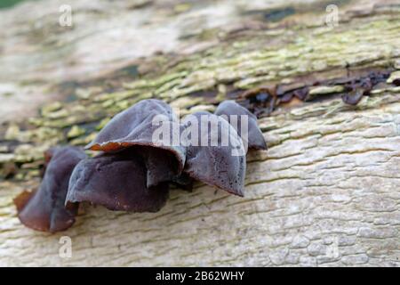 Nahaufnahme des Gele-Ohr-Pilzes, der im Spätwinter auf dem Stamm des (Common Box)-Baums Buxus sempervirens wächst. Stockfoto