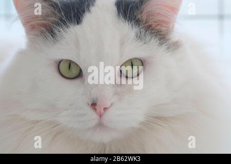 Porträt einer schönen, schwarz-weiß flauschigen Hauskatze (Felis Catus), die direkt auf die Kamera blickt Stockfoto