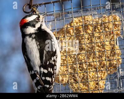 Dowy Woodpecker, der im Winter am Vogelzubringer isst Stockfoto