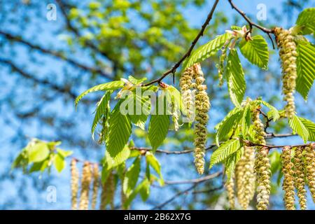 Betula Pendula Blume im Frühjahr Stockfoto