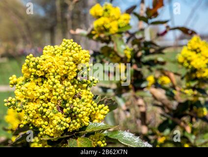 Gemeine Mahonia-Blumenpflanze Stockfoto