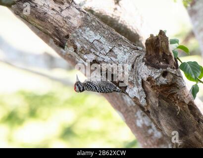 Holzknecht mit Leiterrückseite (Dryobates scalaris) Klettert in Jalisco, Mexiko, auf einen Baum, Der Nach Insekten sucht Stockfoto