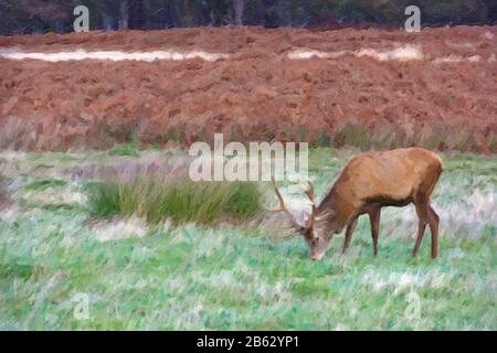 Digitales Öl-Effekt-Gemälde eines Hirsches, das im Richmond Park, London, grasen soll Stockfoto