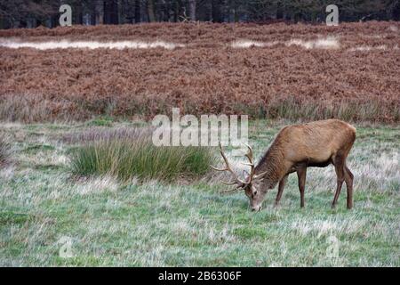 Junge Hirsche weiden im Royal Richmond Park, Richmond-upon-Thames, Surrey, England Stockfoto