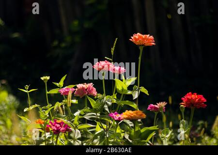 Zinnias im Garten, dunkler Hintergrund Stockfoto
