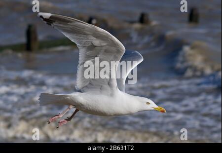 Hering Gull im Flug an der Küste von Essex Stockfoto