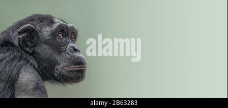 Banner mit Portrait von neugierigen erwachsenen Chimpanzee mit glattem Verlaufshintergrund und Kopierbereich für Text Stockfoto