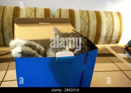 Hauskatze kletterte von unter den Einkäufen in einen Pappkarton. Katze in einer Geschenkbox. Stockfoto