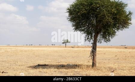 Drei junge Geparden ruhen im Schatten eines Baumes in tarangire Stockfoto