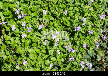 Ein Blick auf eine Aubreta-Bank mit hellviolettblauen Blumen gegen grüne Blätter im Februar Stockfoto