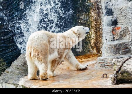 Weißer Eisbär im Zoo mit Wasser Stockfoto