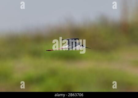 Schwarzhalsstelz (Himantopus mexicanus) fliegt über das Balsa Chica Ökologische Reservat CA.USA Stockfoto