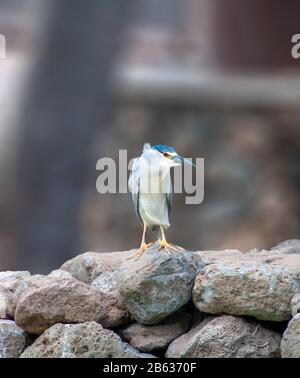 Schwarz gekrönter Nachtreiher (Nycticorax nycticorax) auf Insel im Maui County, Hawaii USA Stockfoto