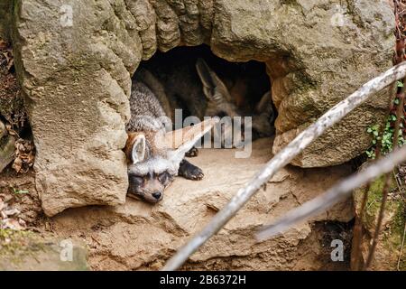 Zwei Fledermausfuchs, die in ihrem Bohrloch schlafen Stockfoto