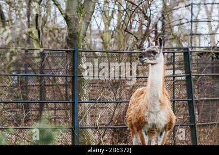 Junger Guanaco in einem Zoo Stockfoto