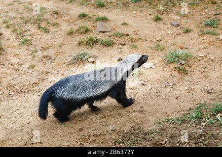 Honigbadger auf dem Gehweg im Zoo Stockfoto