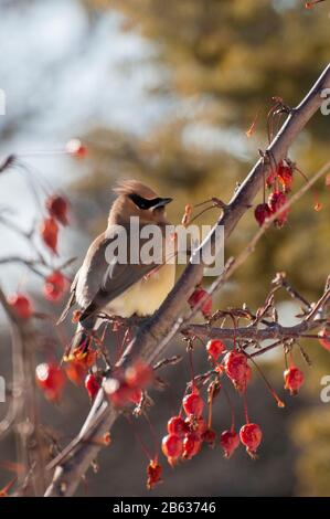 Vadnais Heights, Minnesota. Cedar Wachswing 'Bombycilla cedrorum' in dekorativer blühender Krabapfelbaum. Stockfoto