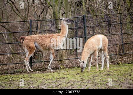 Junger Guanaco in einem Zoo Stockfoto