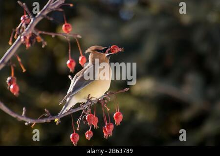 Vadnais Heights, Minnesota. Cedar Wachswing 'Bombycilla cedrorum' in dekorativer blühender Krabapfelbaum. Stockfoto