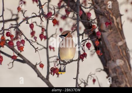 Vadnais Heights, Minnesota. Cedar Wachswing 'Bombycilla cedrorum' in dekorativer blühender Krabapfelbaum. Stockfoto