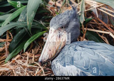 Shoebill Balaeniceps Rex sehr ungewöhnlicher und exotischer Vogel aus den heißesten Ecken Afrikas mit sehr lustiger Optik Stockfoto