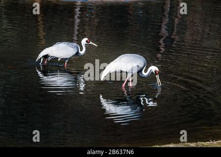 Zwei gemeinsame Kräne, die im Wasserteich speisen Stockfoto