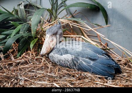Shoebill Balaeniceps Rex sehr ungewöhnlicher und exotischer Vogel aus den heißesten Ecken Afrikas mit sehr lustiger Optik Stockfoto