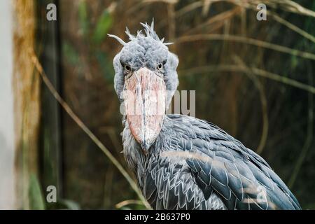 Shoebill Balaeniceps Rex sehr ungewöhnlicher und exotischer Vogel aus den heißesten Ecken Afrikas mit sehr lustiger Optik Stockfoto