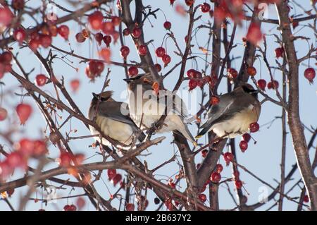 Vadnais Heights, Minnesota. Cedar Wachswing 'Bombycilla cedrorum' in dekorativer blühender Krabapfelbaum. Stockfoto