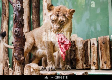 Lössheit, die das Fleisch an den Knochen während der Fütterung von Raubtieren im Zoo isst Stockfoto