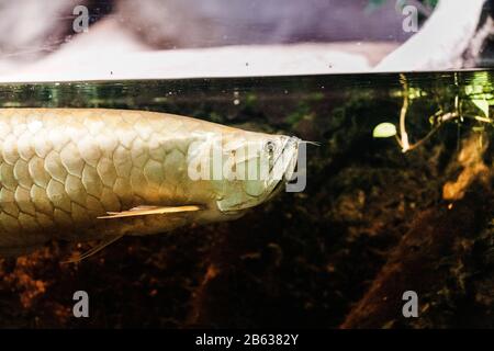 Ein großer seltener Raubfisch, der im Dschungelfluss lebt Stockfoto