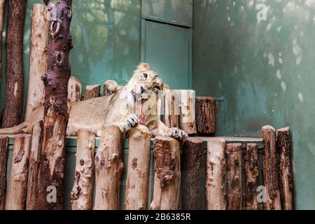 Hungrige Löwin, die Fleischstücke im Zoo isst Stockfoto