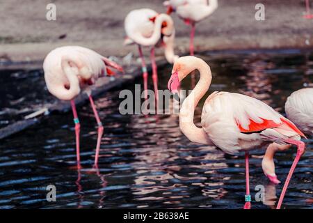 Pinkfarbener Flamingo-Nahkopf auf dem Hintergrund des Wasserteichs Stockfoto