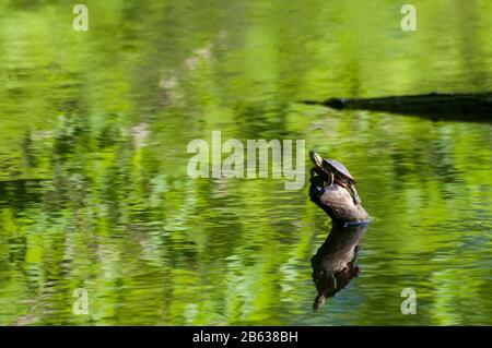 Kleine Kanada, Minnesota. Gervais Mill Park. Western gemalte Schildkröte, Chrysemys picta bellii, sitzend auf einem Baumstamm im Park. Stockfoto