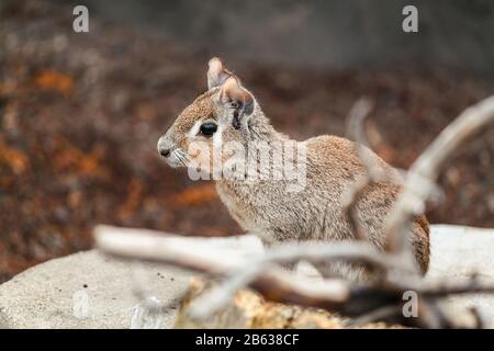 Mara - Nagetier eines Säugetiers, ähnlich wie ein Kaninchen Stockfoto