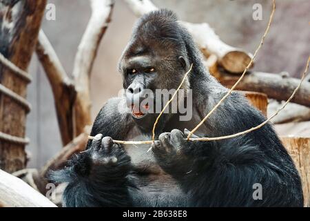 Starker Erwachsener Black Male Gorilla im Zoo essen Stockfoto