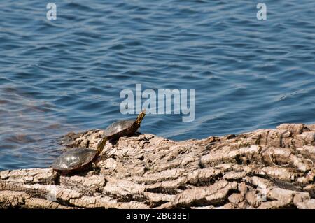 Vadnais Heights, Minnesota. Regionalpark Vadnais Lake. Ein Paar von Western Painted Turtles, Chrysemys picta bellii, sonnen sich auf einem Holzklöppchen im Park. Stockfoto