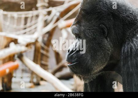 Portrait eines strengen Gorillamännchens mit ernsthaftem Gesichtsausdruck und Mimikry im Prager Zoo Stockfoto