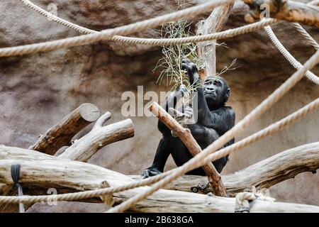Weibliche westliche Flachlandgorilla, die ihre Nahrung isst Stockfoto