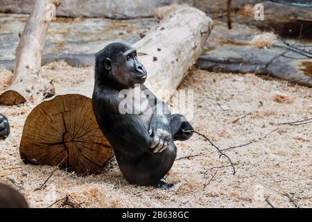 Weibliche Gorilla im Prager Zoo Stockfoto