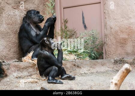 Weibliche westliche Flachlandgorilla, die ihre Nahrung im Prager Zoo isst Stockfoto