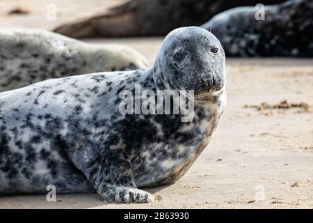 Nahaufnahme der grauen Robbe am Strand in Horsey Gap in Norfolk, Großbritannien Stockfoto