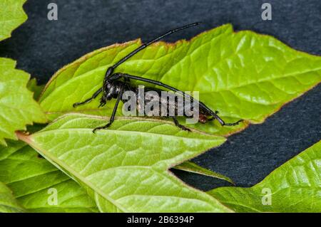 Vadnais Heights, Minnesota. Weiß gefleckte Sawyer, Monochamus scutellatus ruht auf einem Blatt. Stockfoto