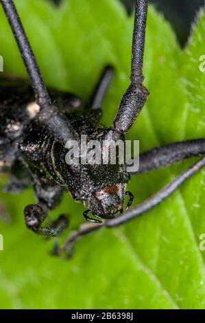 Vadnais Heights, Minnesota. Weiß gefleckter Sawyer, Monochamus scutellatus mit Details des Kopfes. Stockfoto