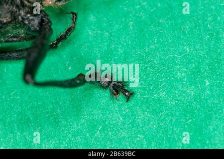 Vadnais Heights, Minnesota. Weiß gefleckter Sawyer, Monochamus scutellatus. Detail des Fußes. Stockfoto